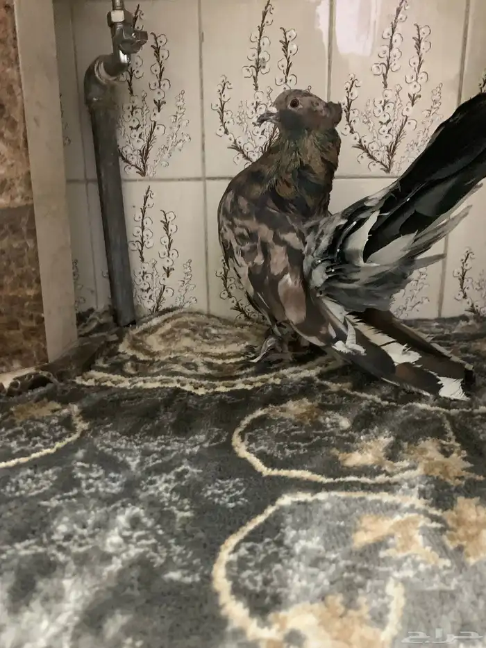 جوز امريكي رقاص استاندر ذكر أمريكي الموند الانث ازرق 0