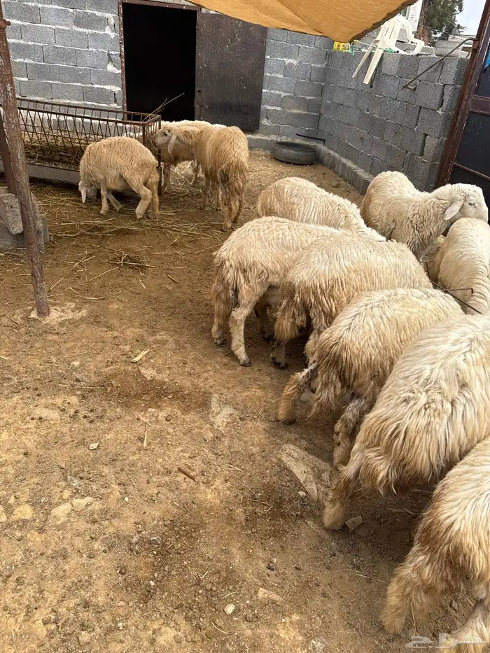 الباحه طريق الملك عبد العزيز الخويتم مفرق بني ضبيان 5