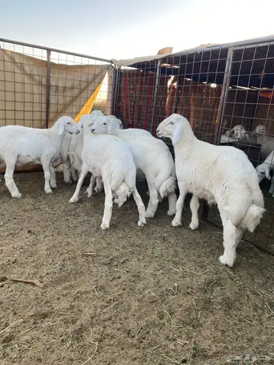خرفان فاخره 1