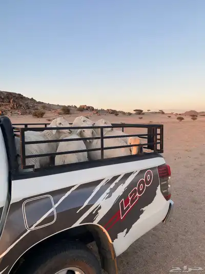 خرفان فاخره 4