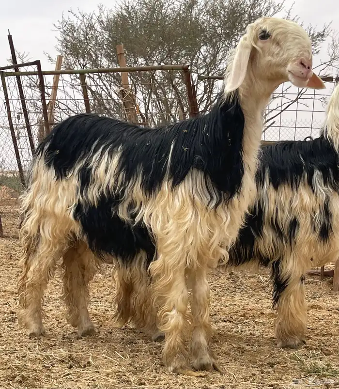 شياه نجد نخبه لأهل الصنف 3