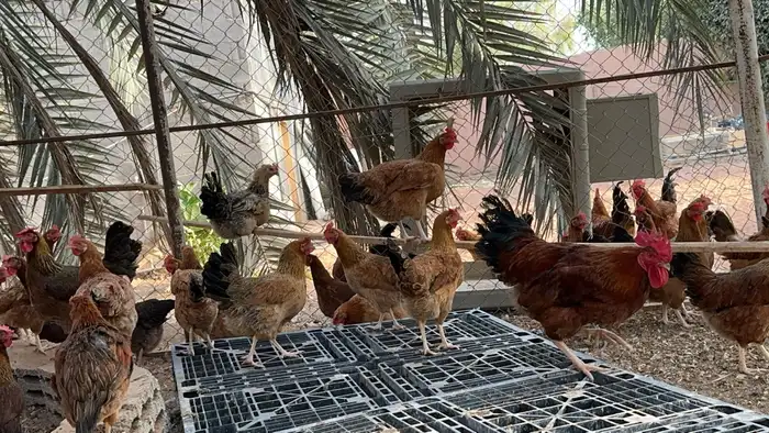 صوص دجاج فرنسي احمر بيور 3