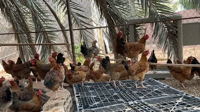 صوص دجاج فرنسي احمر بيور 2