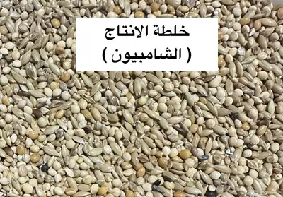 اكل - حب طيور مشكل البادجي وغيرها من الطيور الصغيرة بلجيكية 4