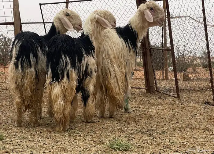 شياه نجد نخبه لأهل الصنف 0