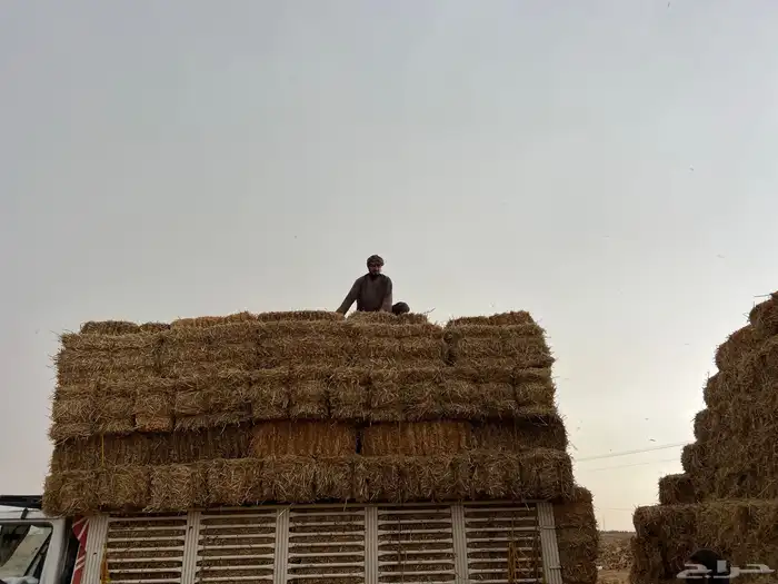 تبن بر صافي ناعم 1
