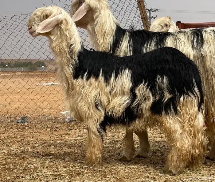 شياه نجد نخبه لأهل الصنف 2