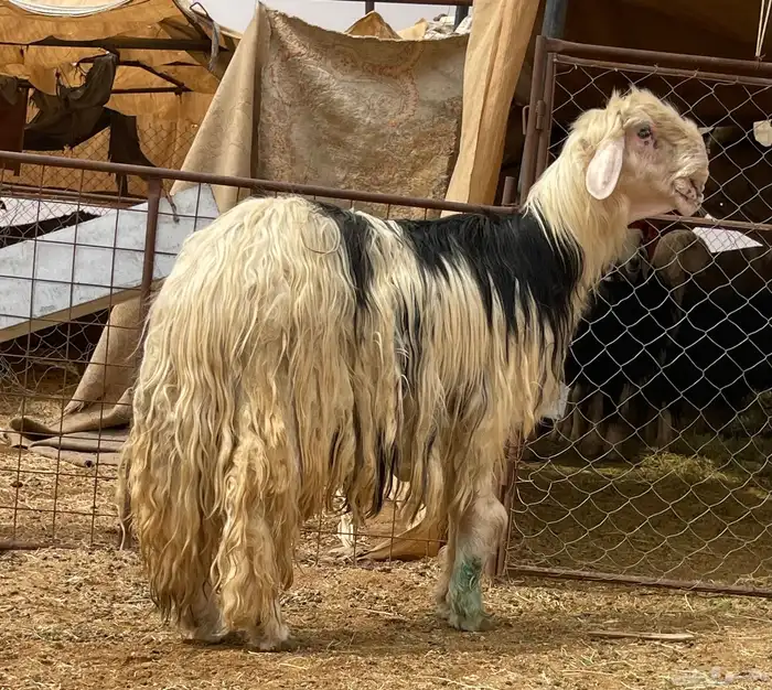 شياه نجد نخبه لأهل الصنف 1