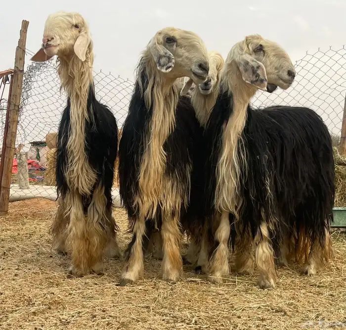 شياه نجد نخبه لأهل الصنف 9