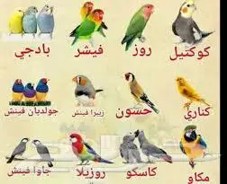 اللي ما يحتاج طيور انا اتبنى الطيور بانواعه 0