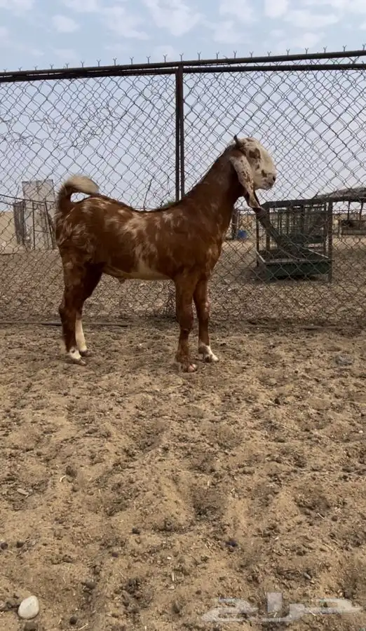 مشروع فحل ادهم هولندي(تم البيع) 2