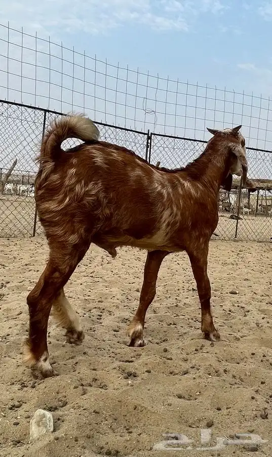 مشروع فحل ادهم هولندي(تم البيع) 11