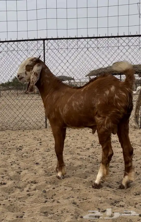 مشروع فحل ادهم هولندي(تم البيع) 0