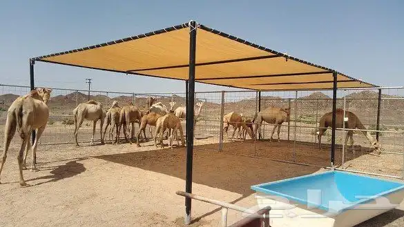 مضلات الابل 2