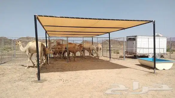 مضلات الابل 1