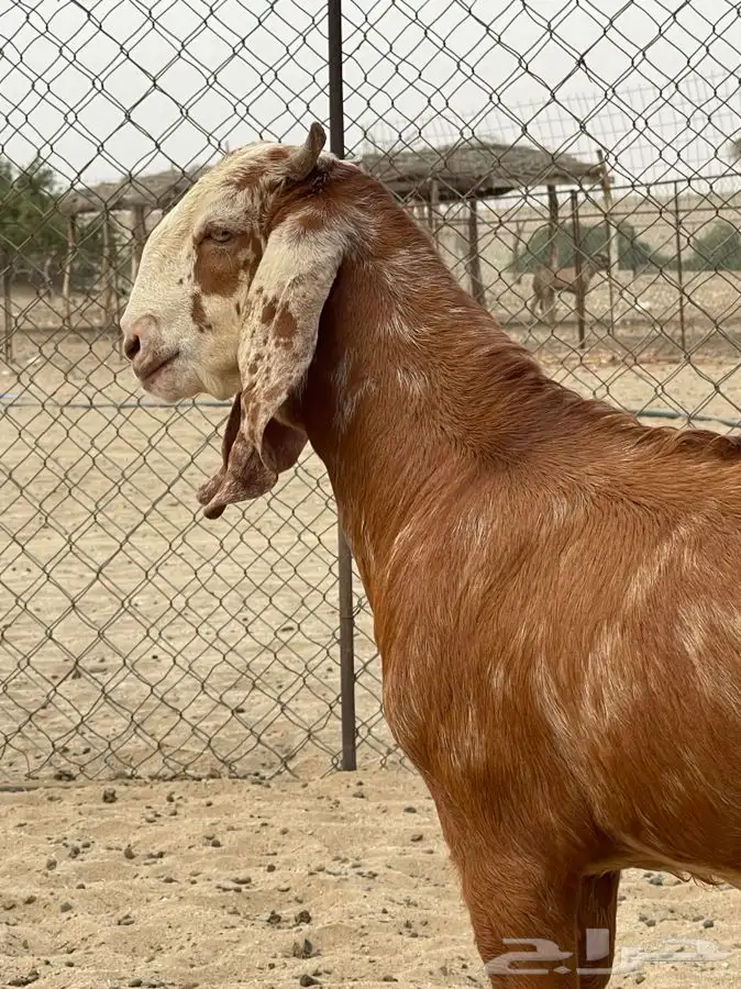 مشروع فحل ادهم هولندي(تم البيع) 3