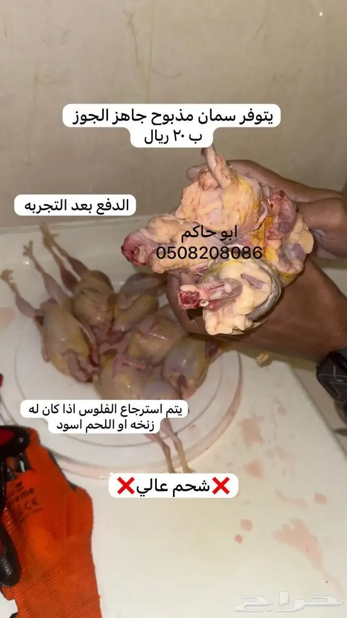 سمان ملكي ( ابو حاكم ) 0