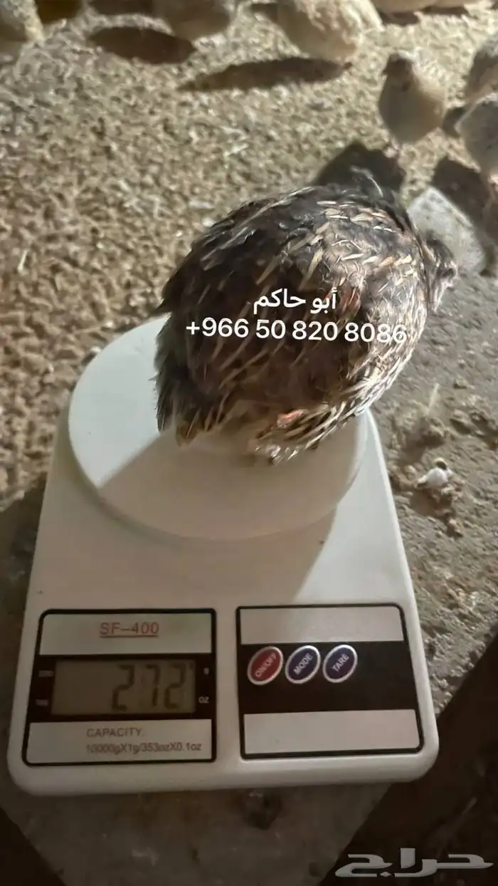 سمان ملكي ( ابو حاكم ) 8