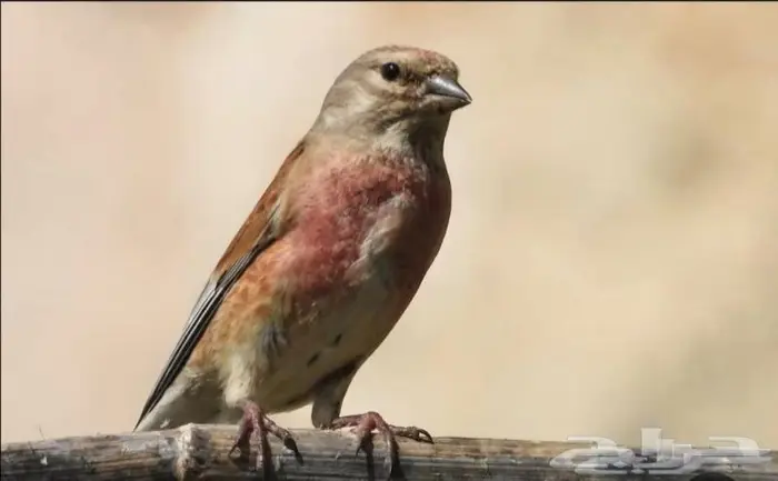 حسون تفاحي جوز 1