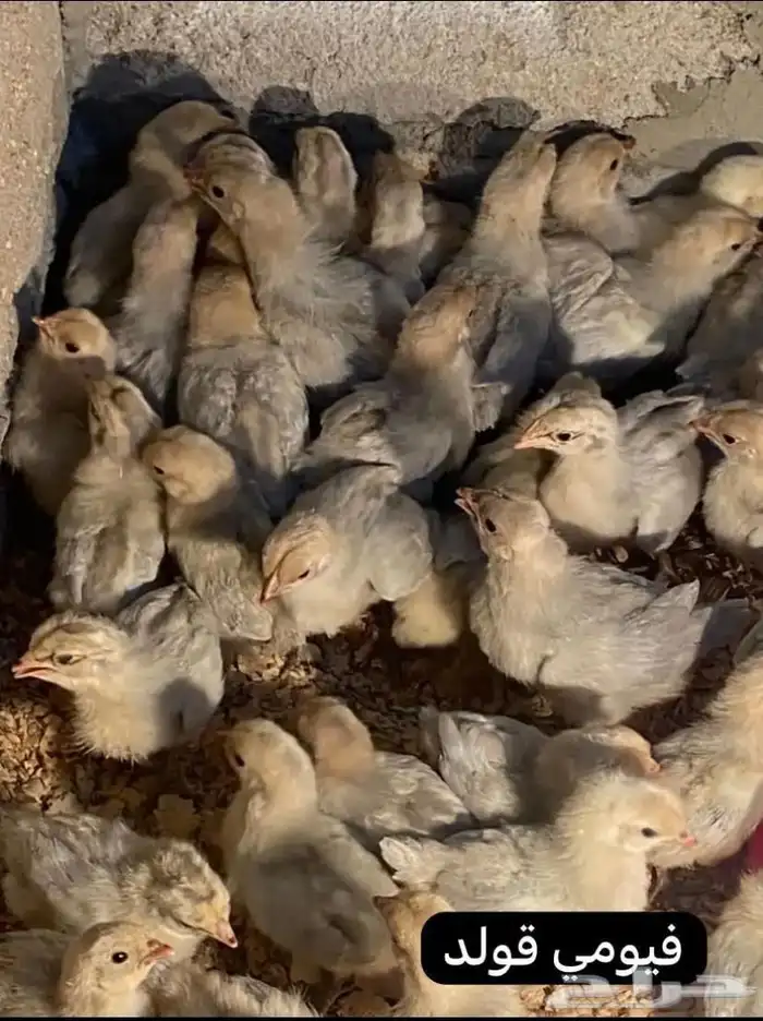 دجاج فيومي قولد بياض 30 ريال 1