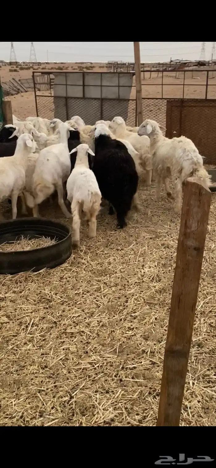 طليان ورخال نجديه وحريه شحم ولحم ونظافه 1