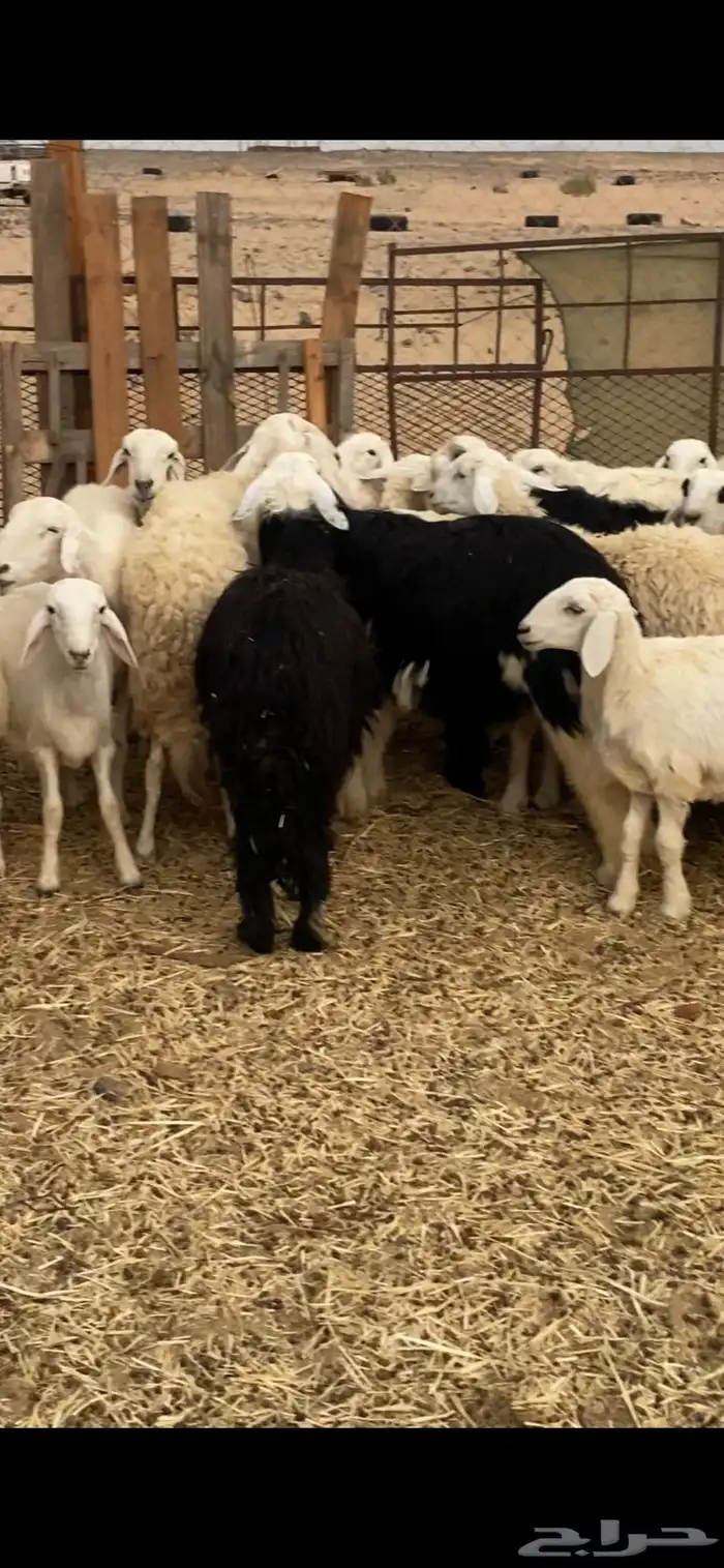 طليان ورخال نجديه وحريه شحم ولحم ونظافه 2