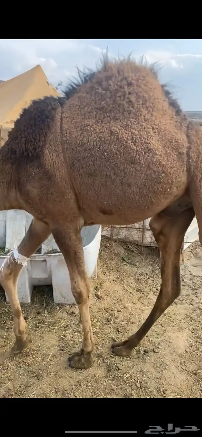 قعود شحم الي يبيه لرمضان الو أهل الملاحم 2