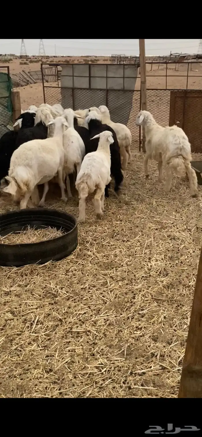 طليان ورخال نجديه وحريه شحم ولحم ونظافه 3