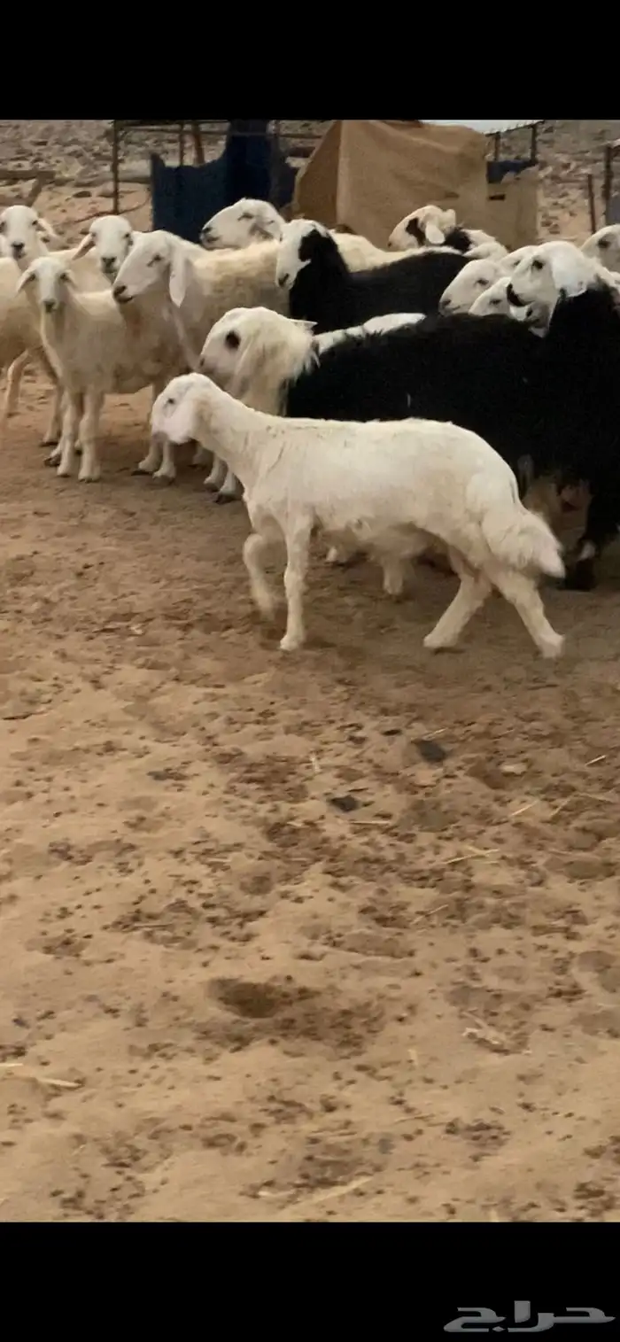 طليان ورخال نجديه وحريه شحم ولحم ونظافه 4