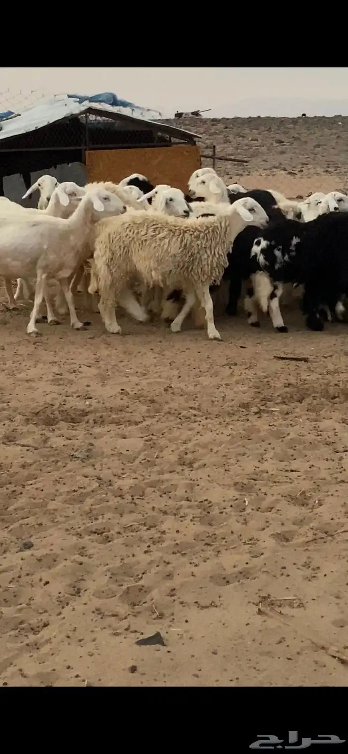 طليان ورخال نجديه وحريه شحم ولحم ونظافه 6