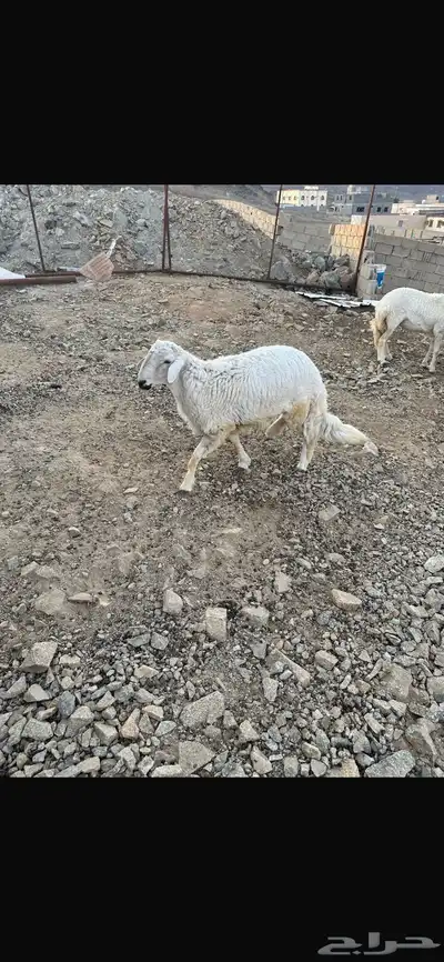 طلي جذع كفو للبيع 2
