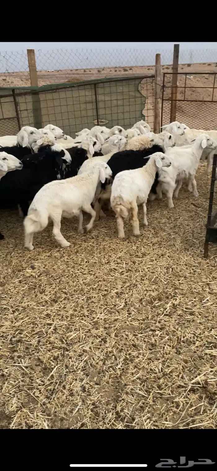 طليان ورخال نجديه وحريه شحم ولحم ونظافه 0