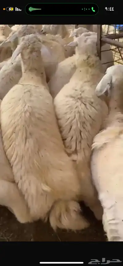 اضاحي حري -سواكني -نجدي-نعيمي-تيوس 5