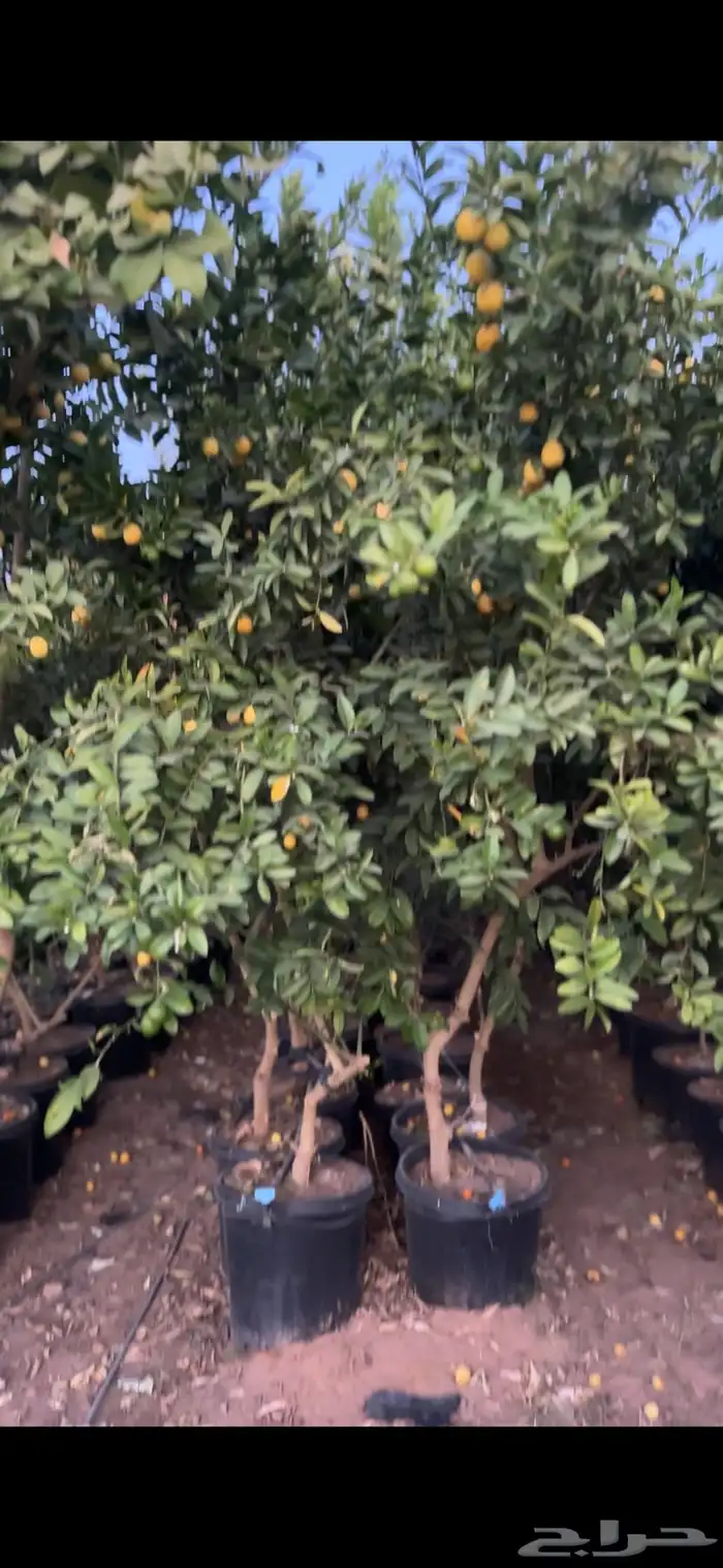 حمضيات بالجملة جميع الأنواع   نجران 0