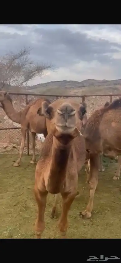 اضاحي حري -سواكني -نجدي-نعيمي-تيوس 15
