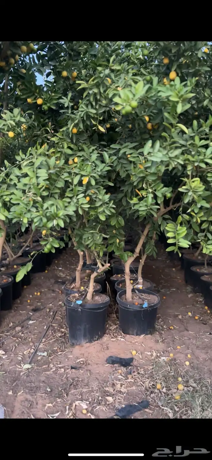 حمضيات بالجملة جميع الأنواع   نجران 1