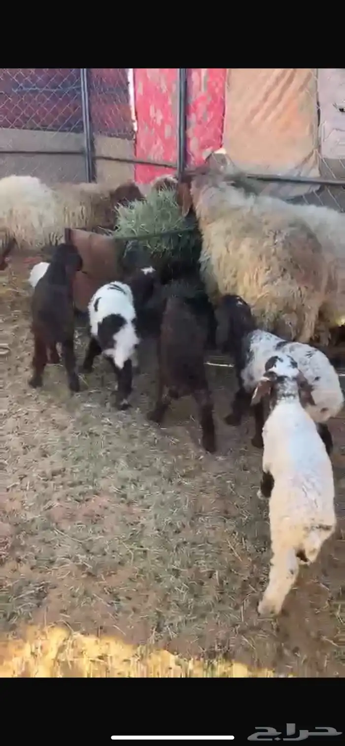 غنم نعيم 5 معها 5 تم البيع الله يبارك لراعيها 1