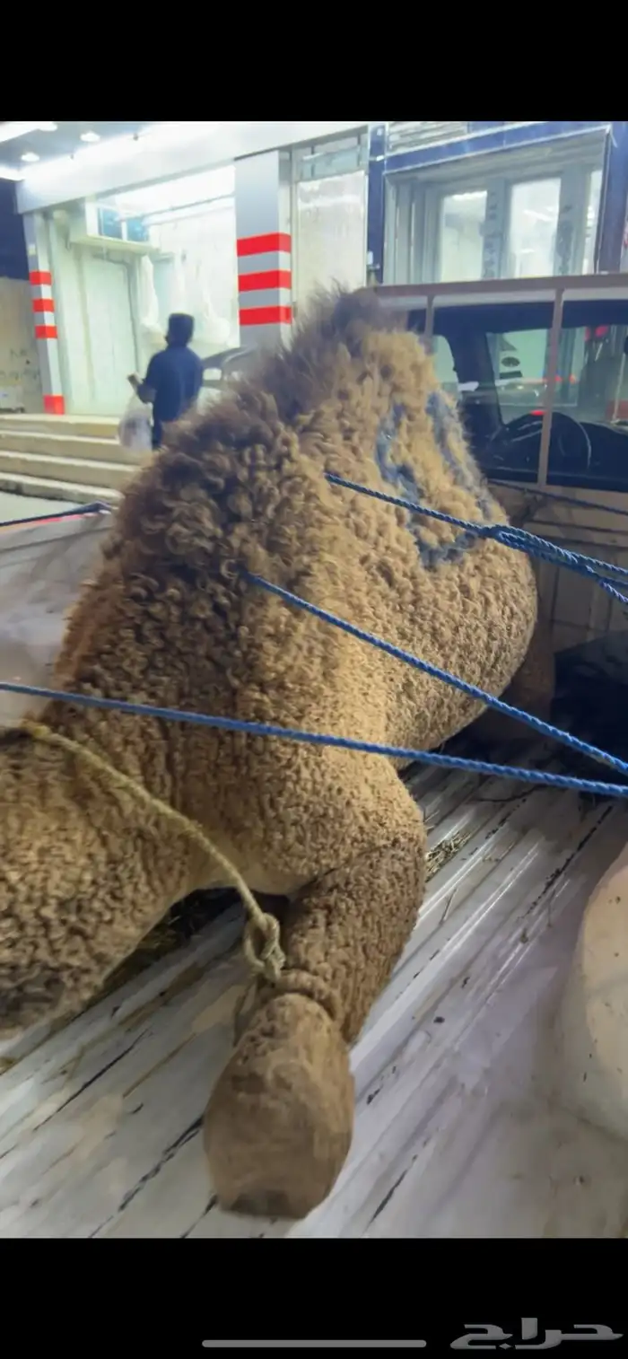 الغنم عروض يوم التأسيس 6