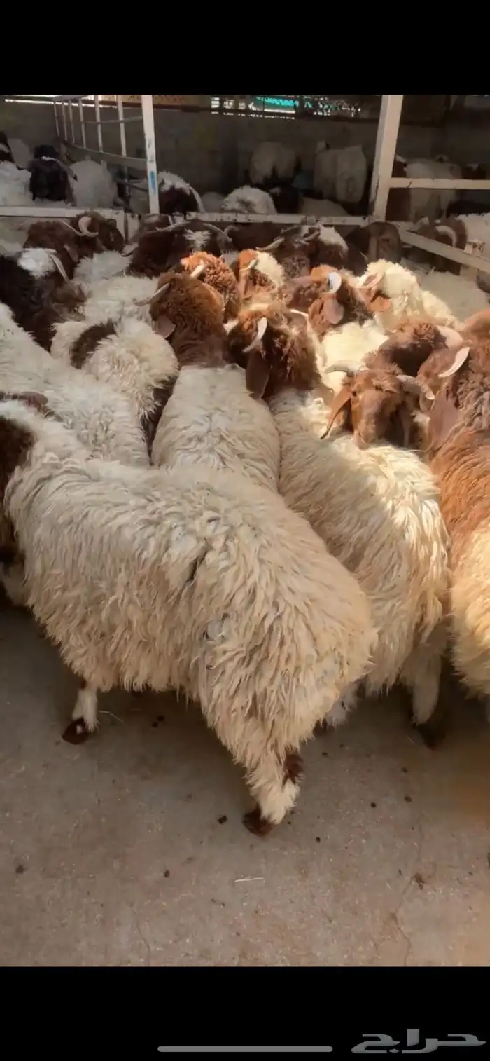 الغنم عروض يوم التأسيس 8