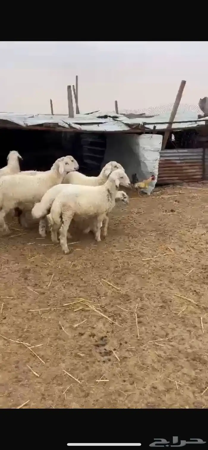 ذبائح حري ونعيم وخدمه توصيل انحاء الرياض 1