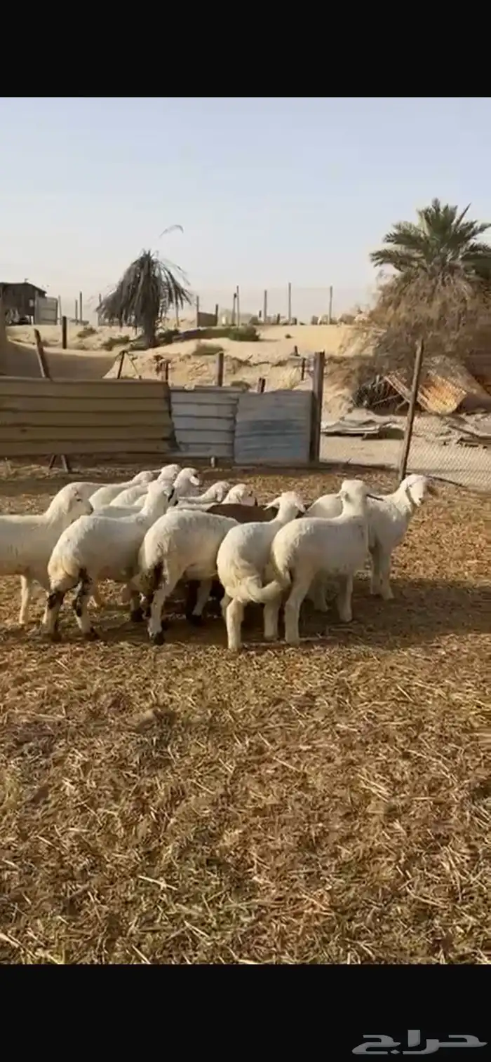 ذبائح حري ونعيم وخدمه توصيل انحاء الرياض 3