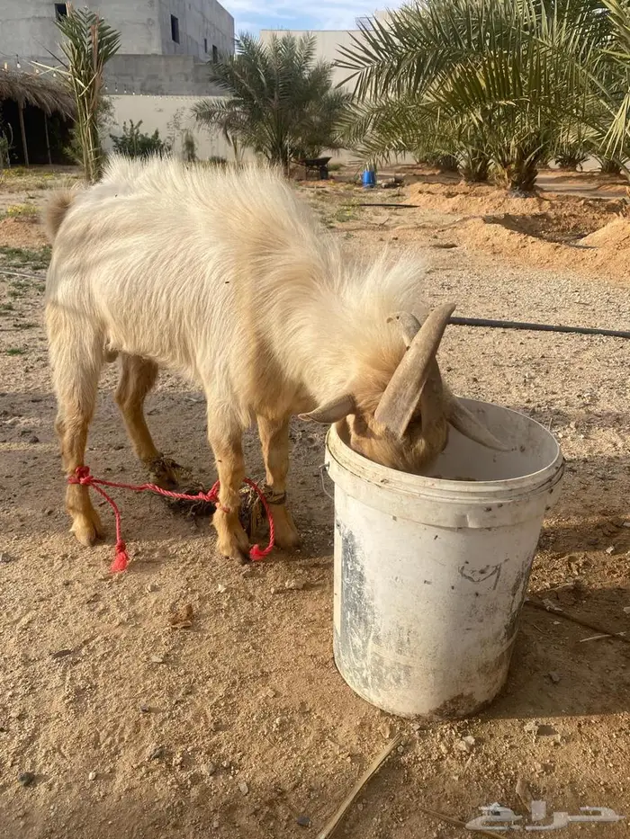 تيس جبلي للبيع او للبدل بتيس عارضي 3