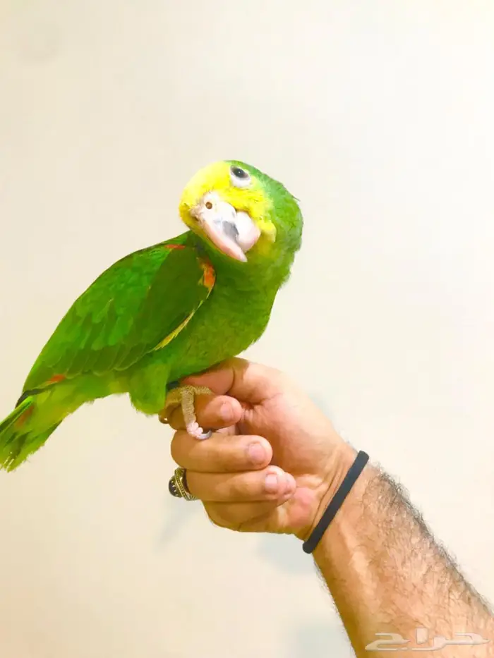 فرخ ماقنا دبل هيد(تم البيع) 1