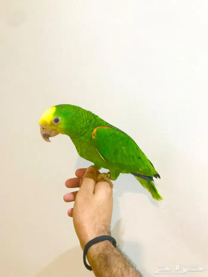 فرخ ماقنا دبل هيد(تم البيع) 0