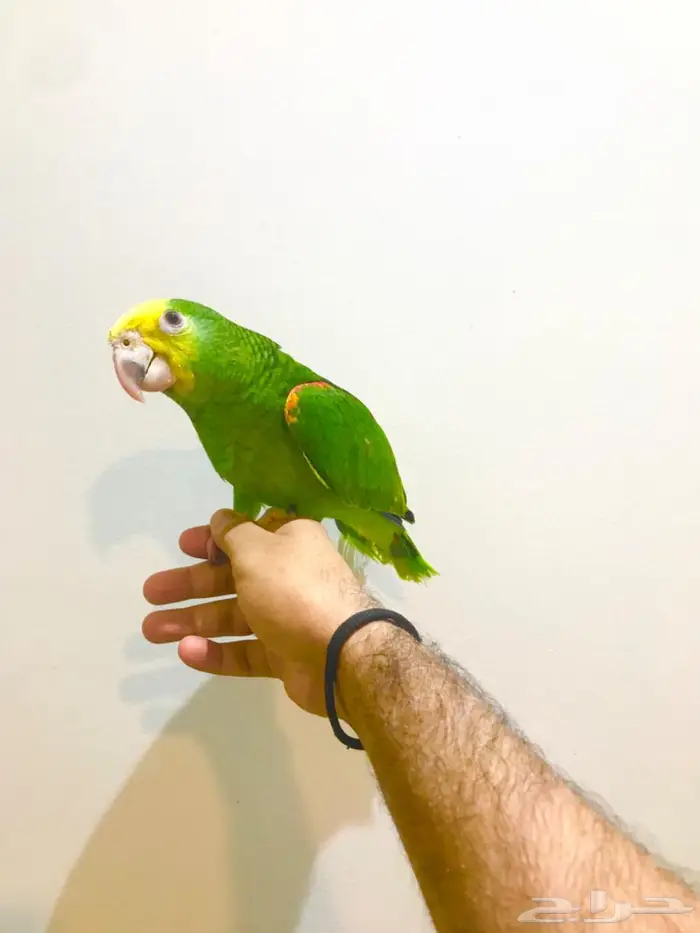 فرخ ماقنا دبل هيد(تم البيع) 2