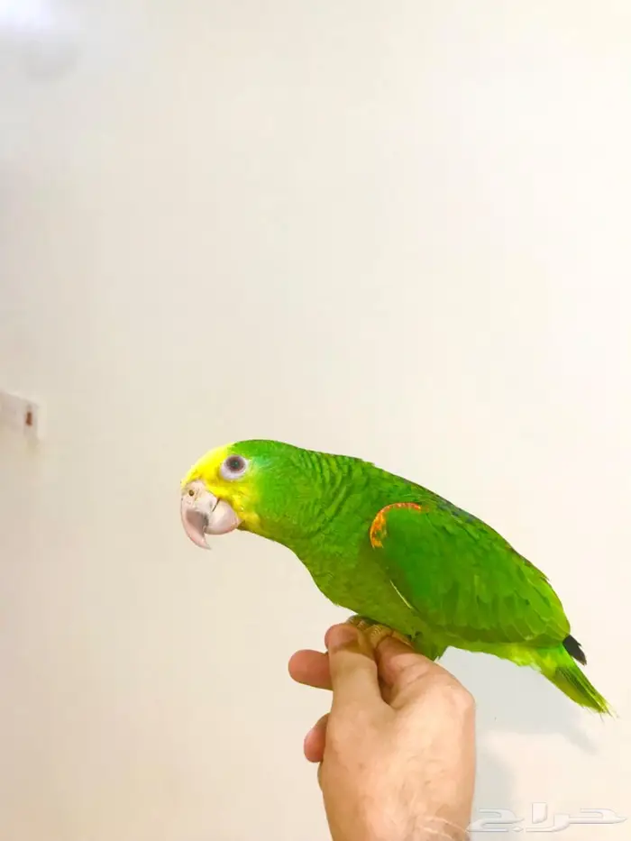 فرخ ماقنا دبل هيد(تم البيع) 10