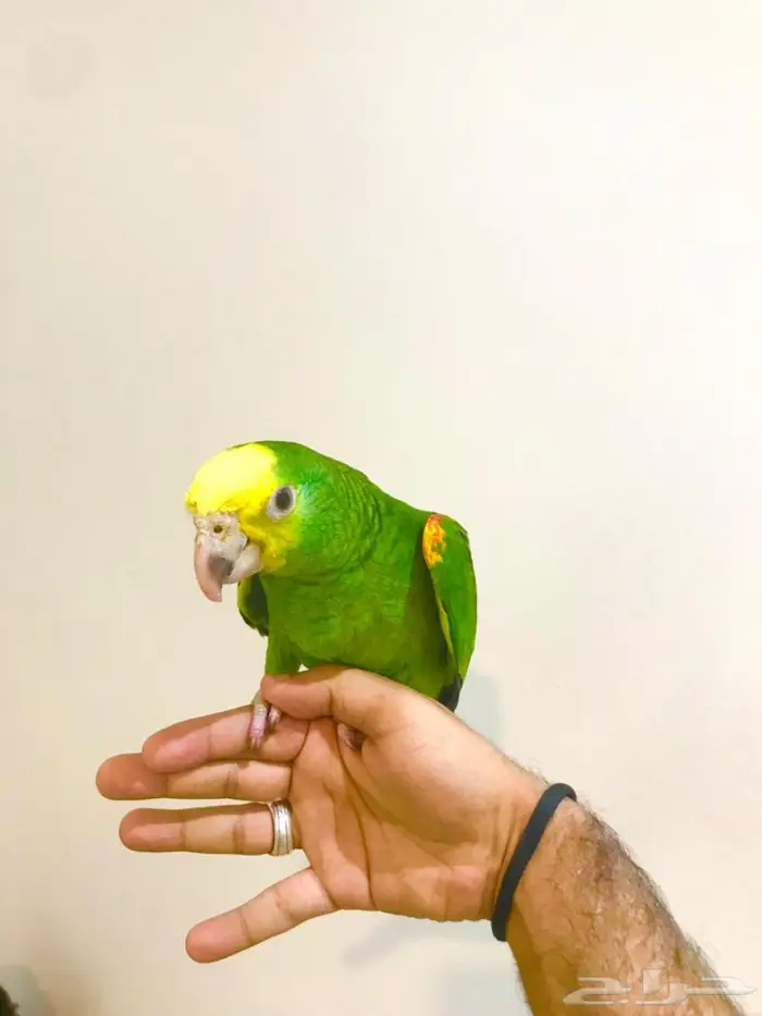 فرخ ماقنا دبل هيد(تم البيع) 3