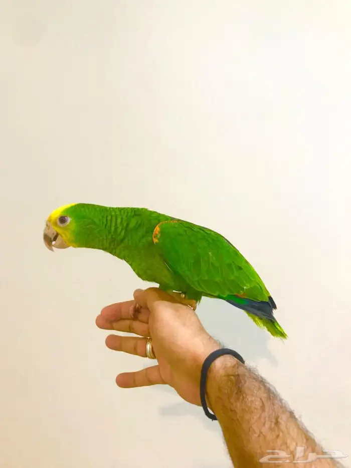 فرخ ماقنا دبل هيد(تم البيع) 7