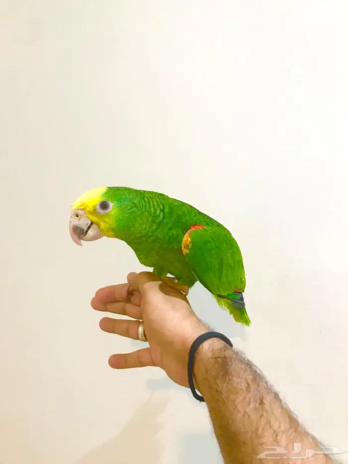 فرخ ماقنا دبل هيد(تم البيع) 5