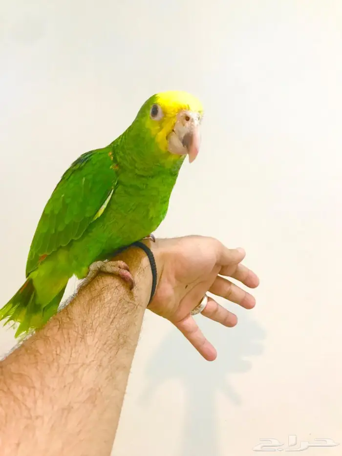 فرخ ماقنا دبل هيد(تم البيع) 6